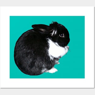 Black and White Cute Bunny Posters and Art